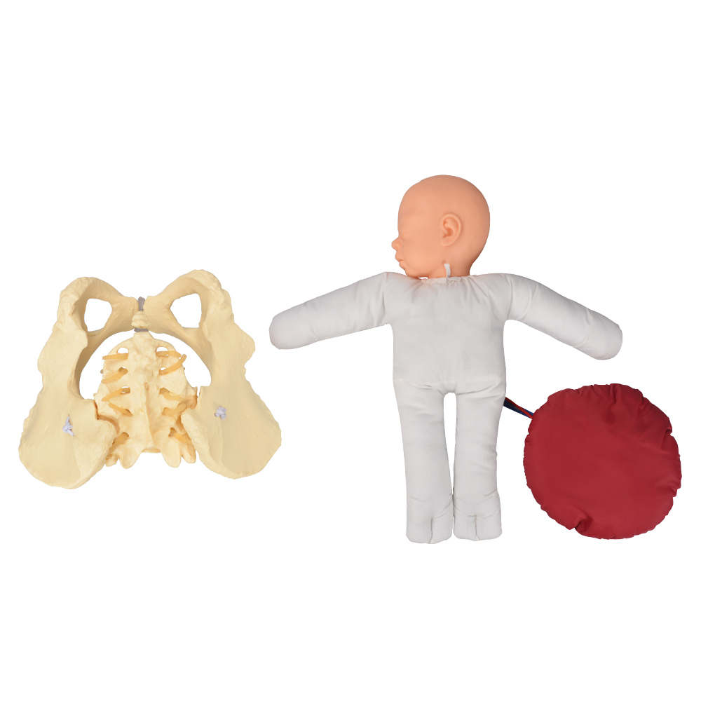 Childbirth Demonstration Model with Pelvis & Fetus