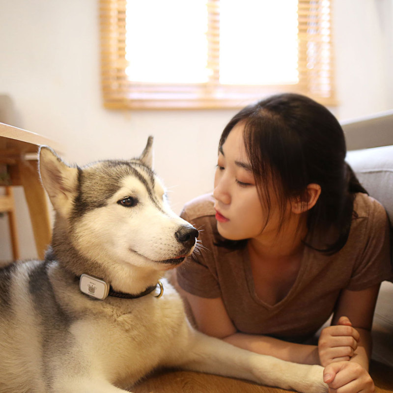 Pet research, интеллектуальная навигационная навигация, 30 дней на перелёт