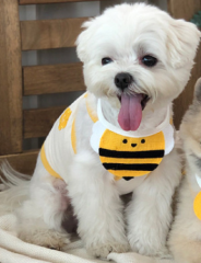 韩国可爱宠物猫咪口水巾狗狗圣诞新年节日围脖衣服加菲猫柴犬用品