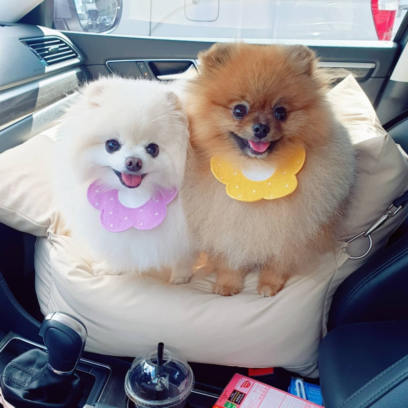韩国可爱宠物猫咪口水巾狗狗圣诞新年节日围脖衣服加菲猫柴犬用品