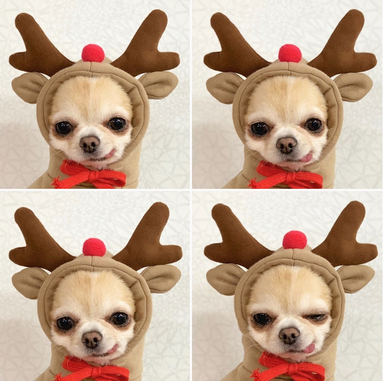 水果变身狗狗猫咪小中型犬秋冬卫衣抓绒衣服用品宠物泰迪法斗厂家