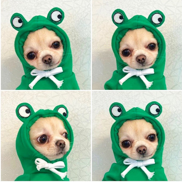 水果变身狗狗猫咪小中型犬秋冬卫衣抓绒衣服用品宠物泰迪法斗厂家