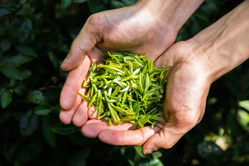 Black Tea - Qimen Golden Needle Hongcha - 125g