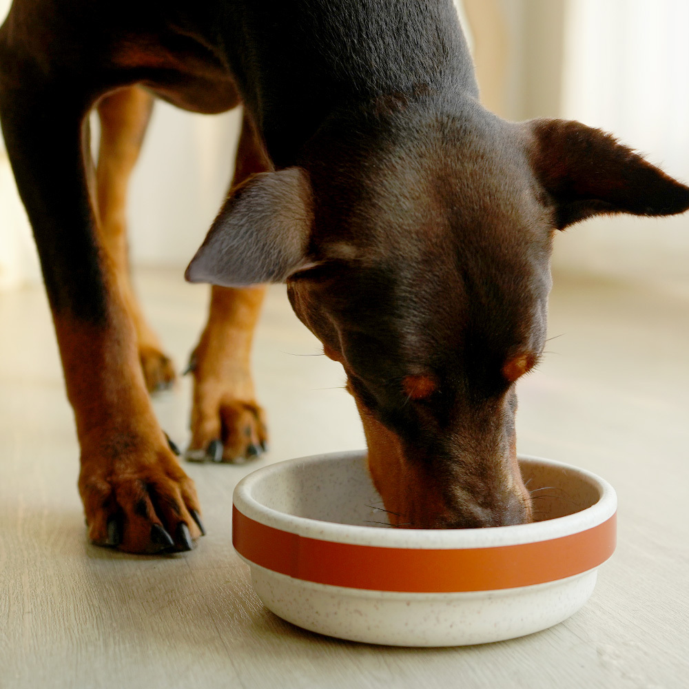Recycled Plastic Dog Bowl - Blue (M)