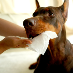 Plant-Based Pet Wipes - 80 Pack