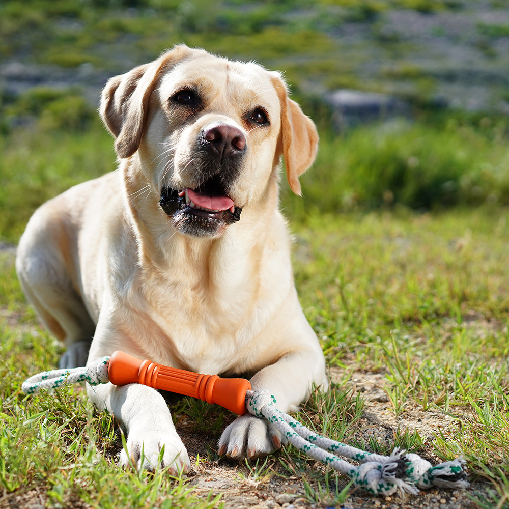 Natural Rubber Bone Rope Toy - Orange - S