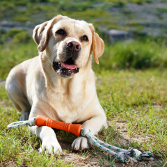 Natural Rubber Bone Rope Toy - Orange - S