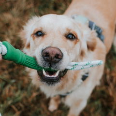 Natural Rubber Bone Rope Toy - Green - S