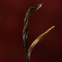Arbor Sun-Dried Red Tea