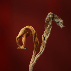 Arbor Sun-Dried Red Tea