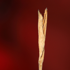 Straight-Strip Tea with One Bud and One Leaf