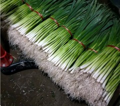 garlic seeds for planting 1kg/bags wholesaler price