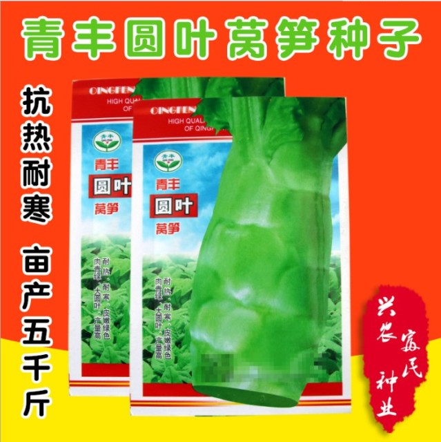 harvesting iceberg lettuce seeds 3gram/bags for planting