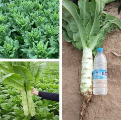 lettuce seeds 1kg/bags for planting