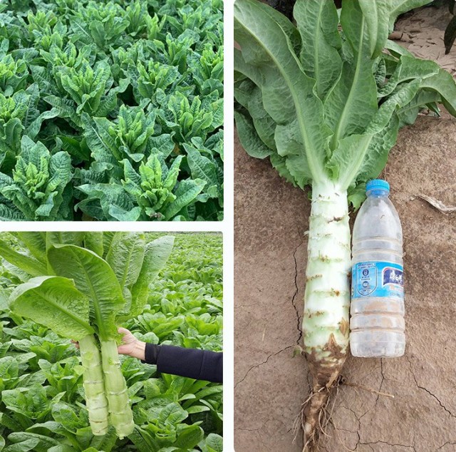 lettuce seeds 1kg/bags for planting