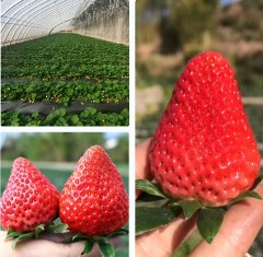 red strawberry seeds 1kg/bags in bulk