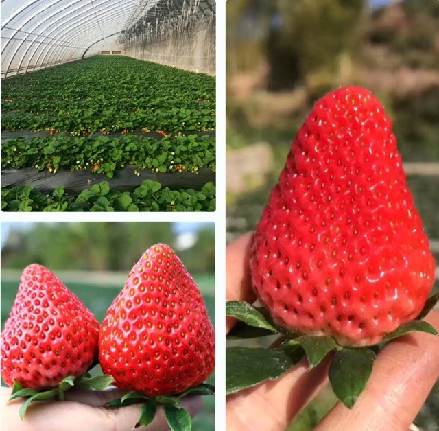 red strawberry seeds 1kg/bags in bulk