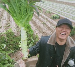 lettuce seeds 1kg/bags for planting