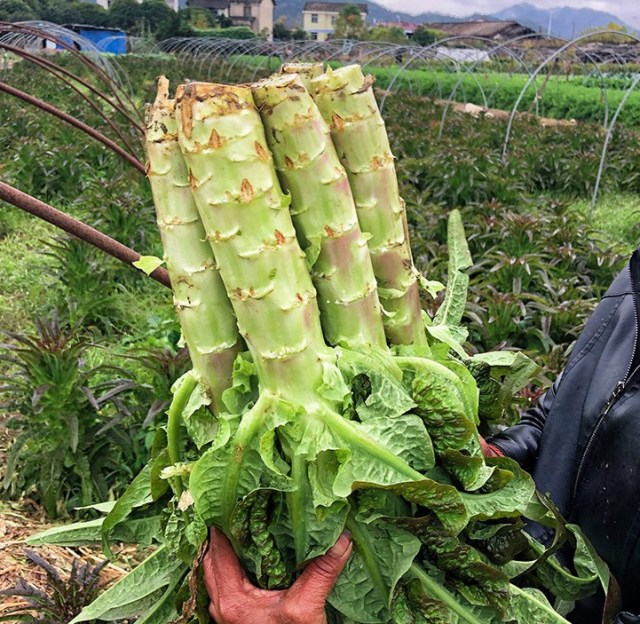 lettuce seeds 1kg/bags for planting