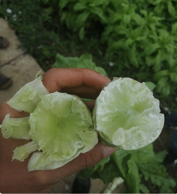 lettuce seeds 1kg/bags for planting