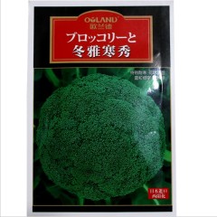 organic broccoli sprout seeds 2000 seeds
