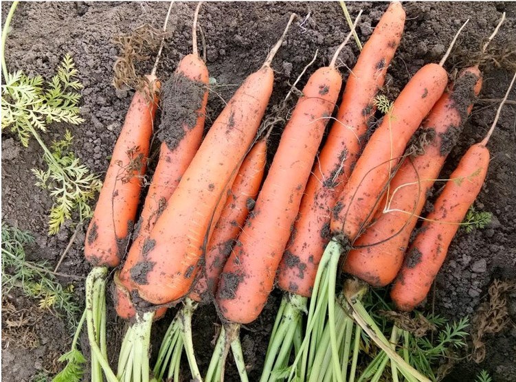 best carrot seeds