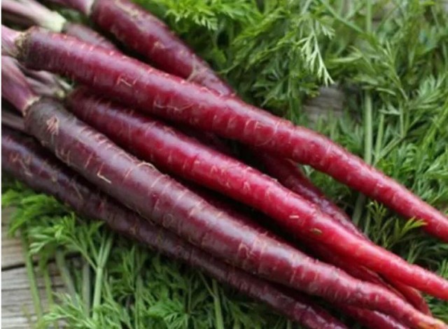 best way to plant carrot seeds