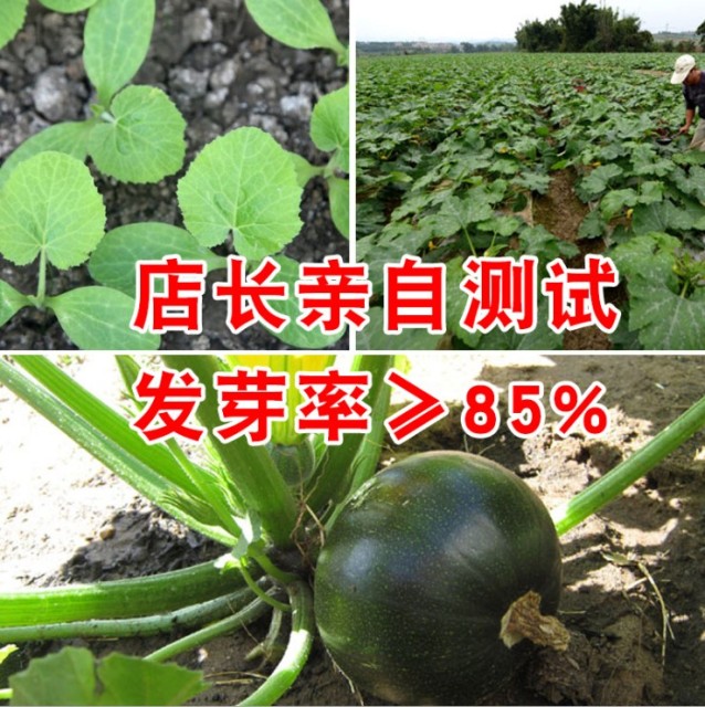 50gram dark green zucchini seeds