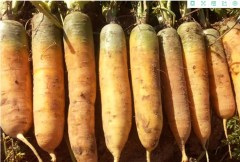 500 seeds yellow carrot seeds for sowing