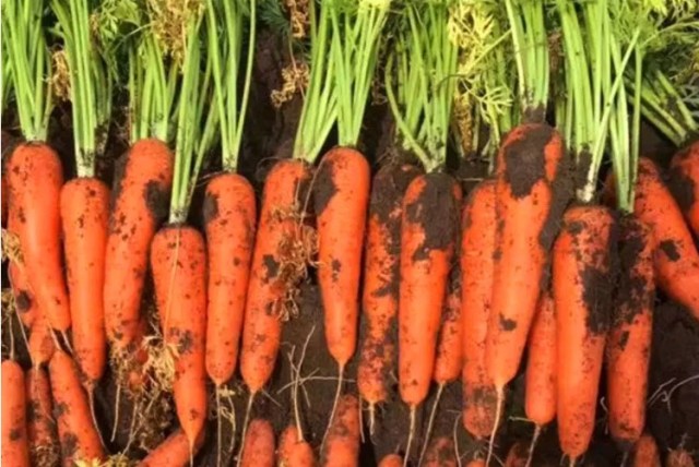 800 seeds red carrot seeds