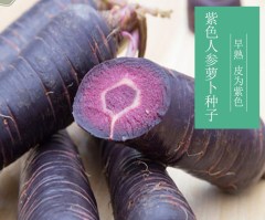 best way to plant carrot seeds