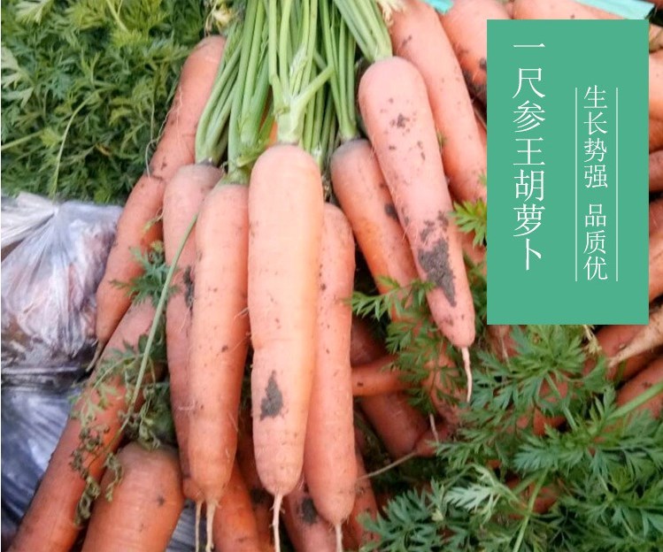 best carrot seeds