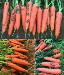 best carrot seeds