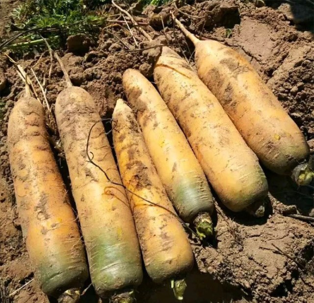 500 seeds yellow carrot seeds for sowing