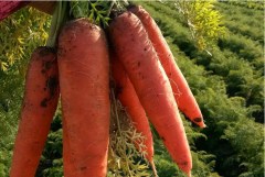 best carrot seeds