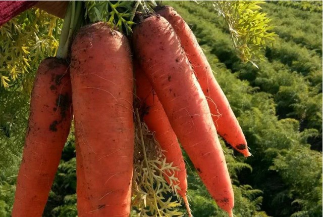 best carrot seeds