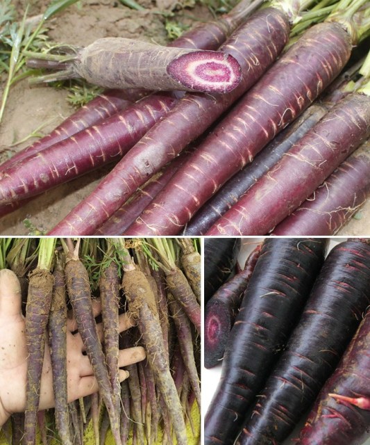 best way to plant carrot seeds