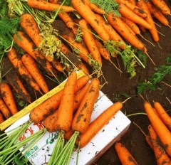 800 seeds red carrot seeds