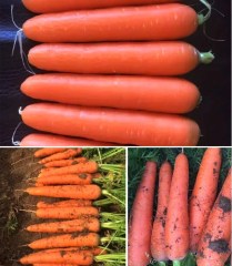 800 seeds red carrot seeds