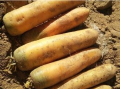 500 seeds yellow carrot seeds for sowing