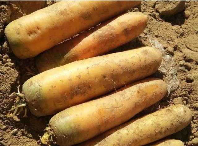 500 seeds yellow carrot seeds for sowing