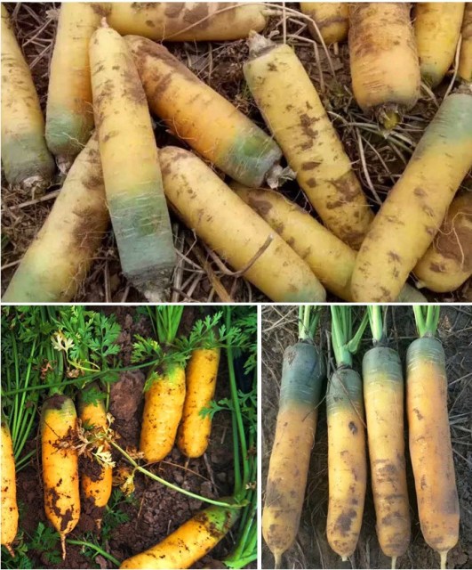 500 seeds yellow carrot seeds for sowing