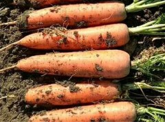 800 seeds red carrot seeds