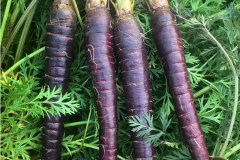 best way to plant carrot seeds