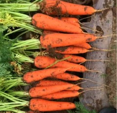 best carrot seeds