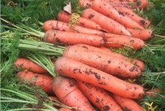 best carrot seeds