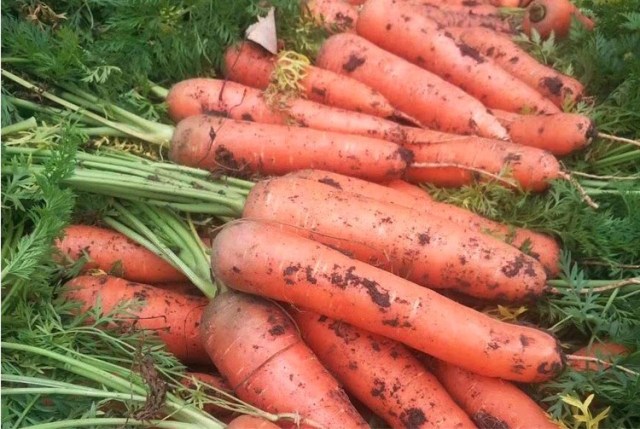 best carrot seeds