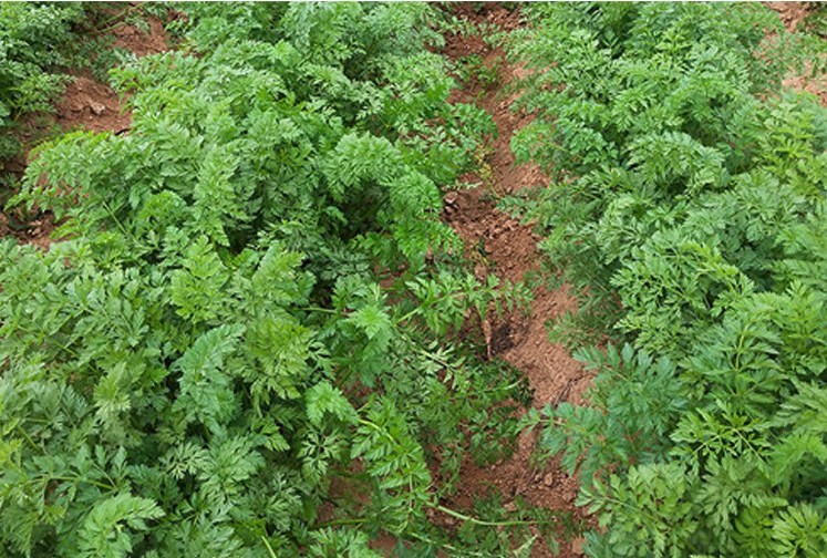 500 seeds yellow carrot seeds for sowing