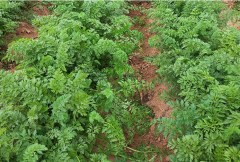 500 seeds yellow carrot seeds for sowing