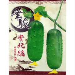 organic cucumber seeds